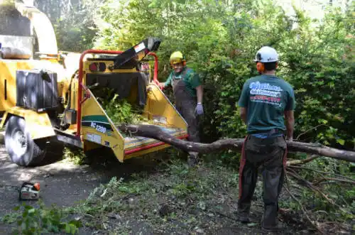 tree services Hamilton Branch